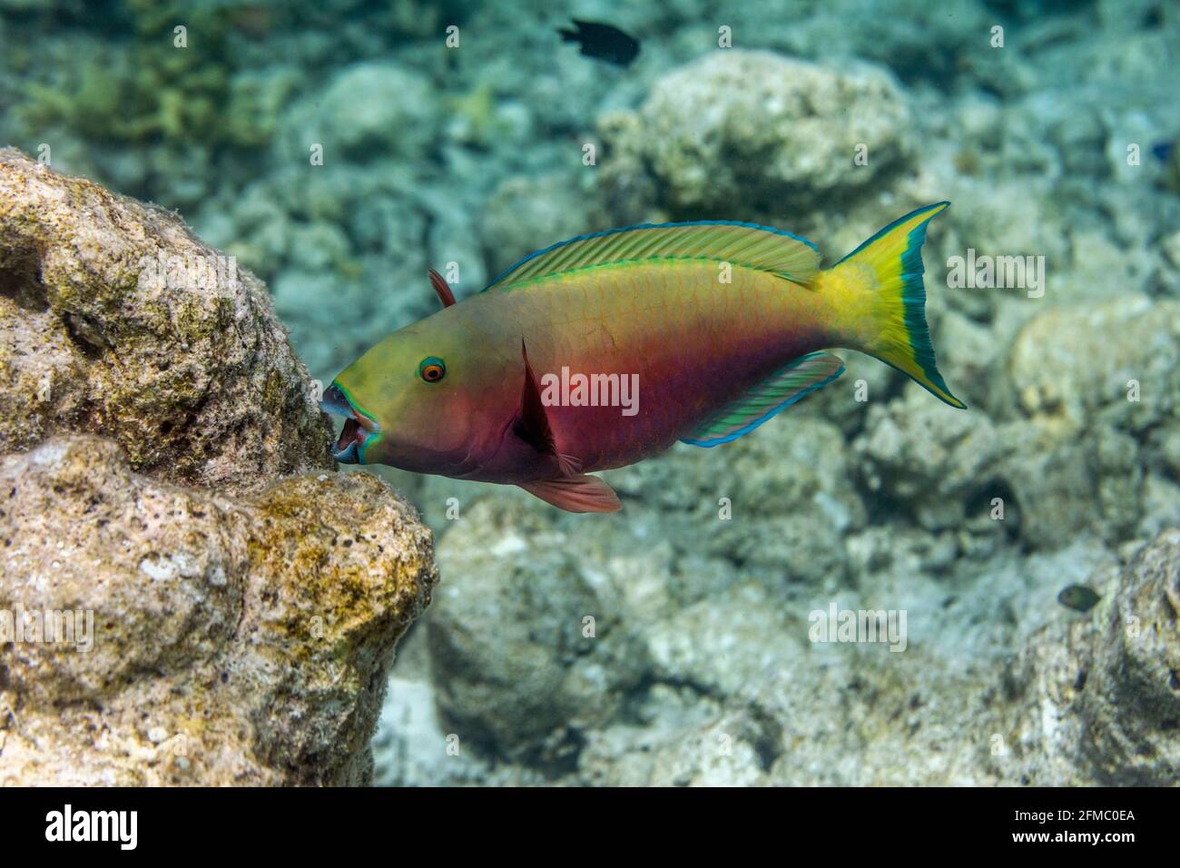Parrotfish à tête de mouton; Chloruru strongylocephalus; Femme; Corail mangeant; Maldives Banque D'Images