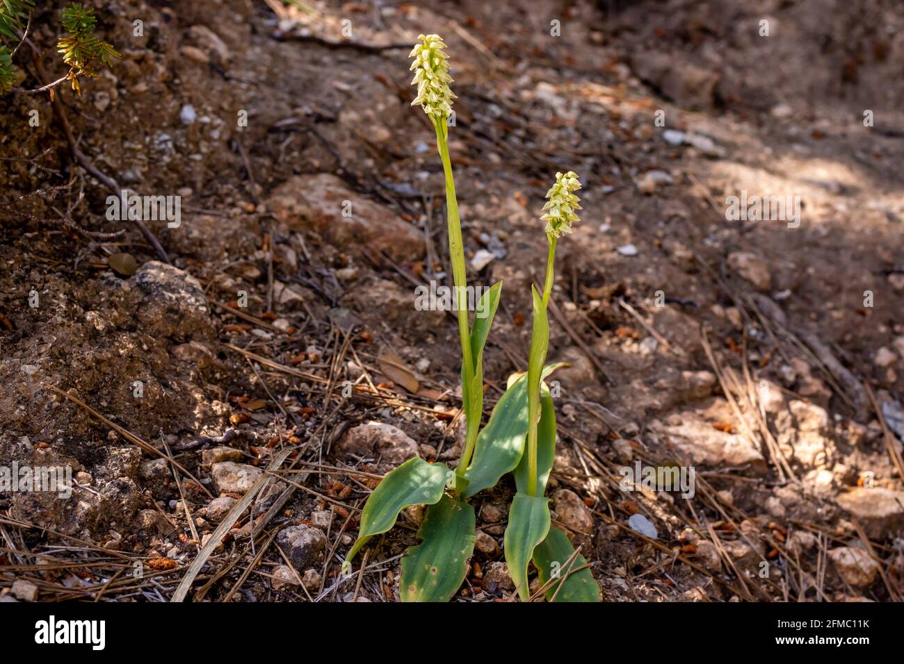 Neotinea maculata, petite orchidée à fleurs denses aux fleurs blanches à rose, dans une forêt de pins sur l'île des Baléares de Majorque, en Espagne Banque D'Images