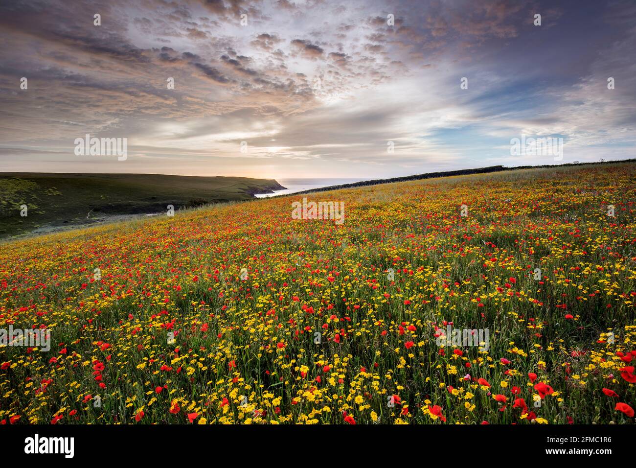West Pentire; Marigolds de maïs et coquelicots en fleurs; été; Cornwall; Royaume-Uni Banque D'Images