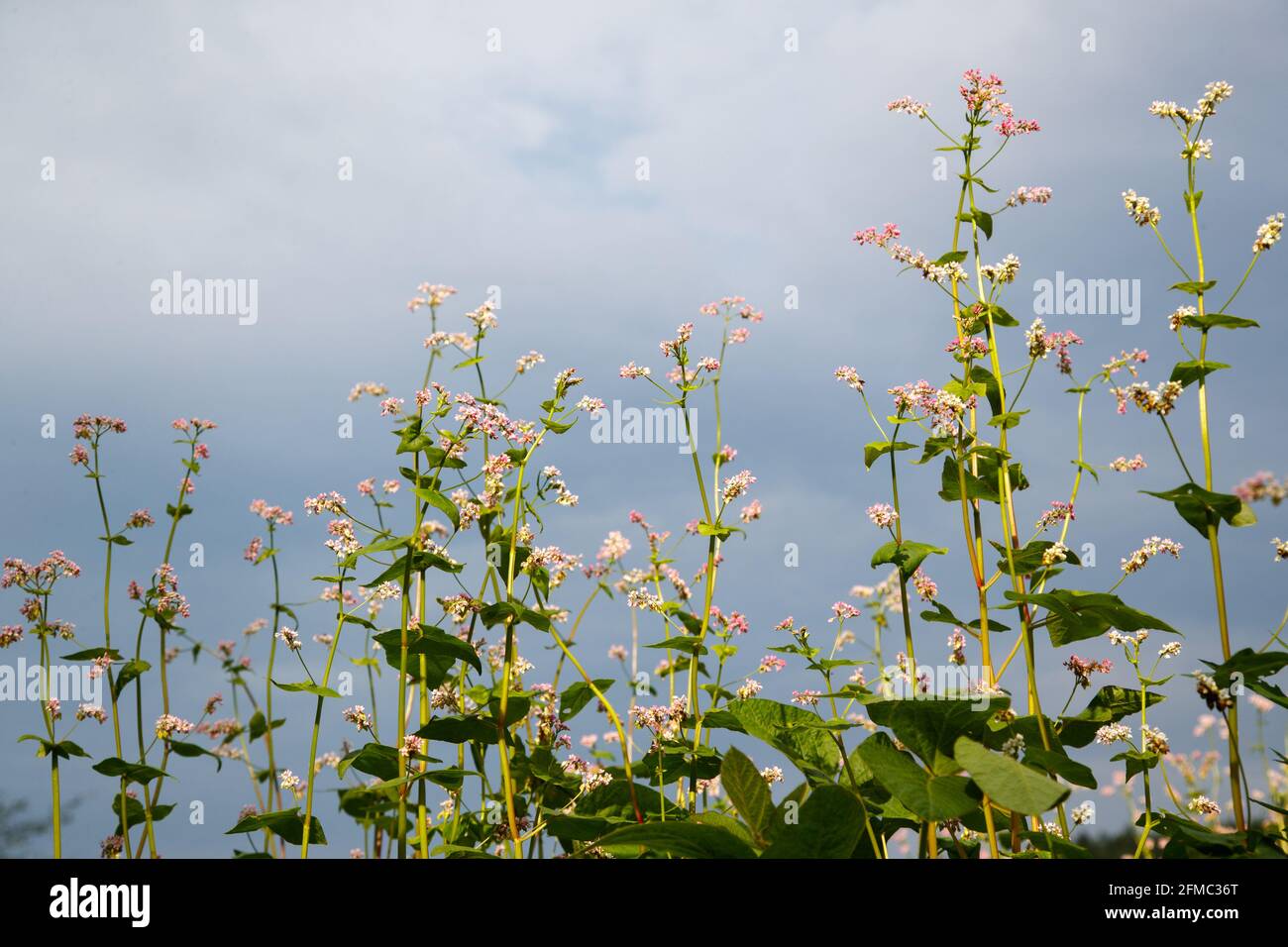 Fleurs de sarrasin tendres (Fagopyrum esculentum) sur fond de ciel bleu clair. Olbendorf, Burgenland du Sud, Autriche Banque D'Images