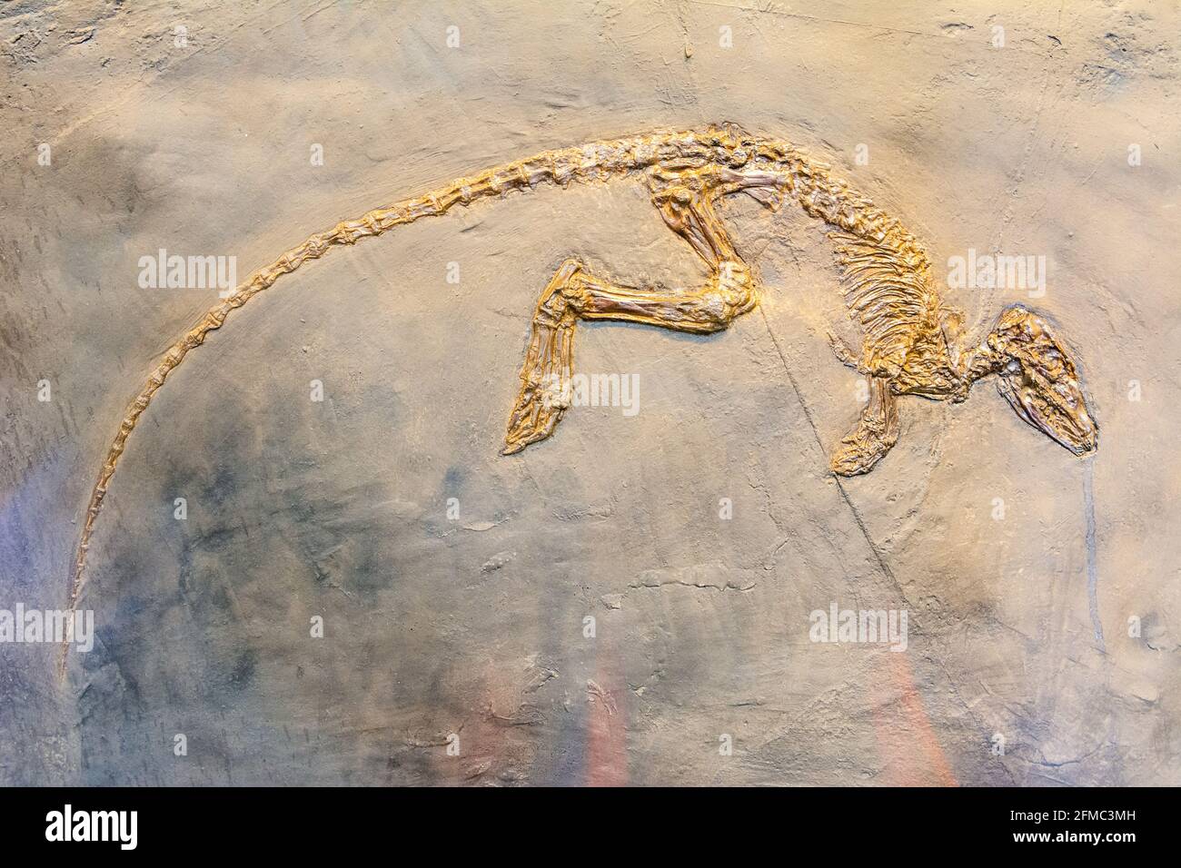 Squelette fossilisé de Paroodectes feisti, un animal miacide qui vivait au début de l'Eocène (ca. il y a 50 millions d'années) dans les forêts tropicales et les marais Banque D'Images