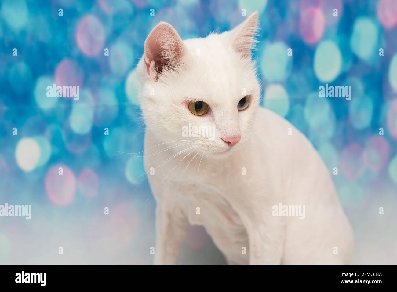 Beau chat dans un salon de beauté. Toilettage des animaux, lavage d'un chat de bain, peignage des cheveux, séchage des cheveux. Soin du chat de maître de toilettage Banque D'Images