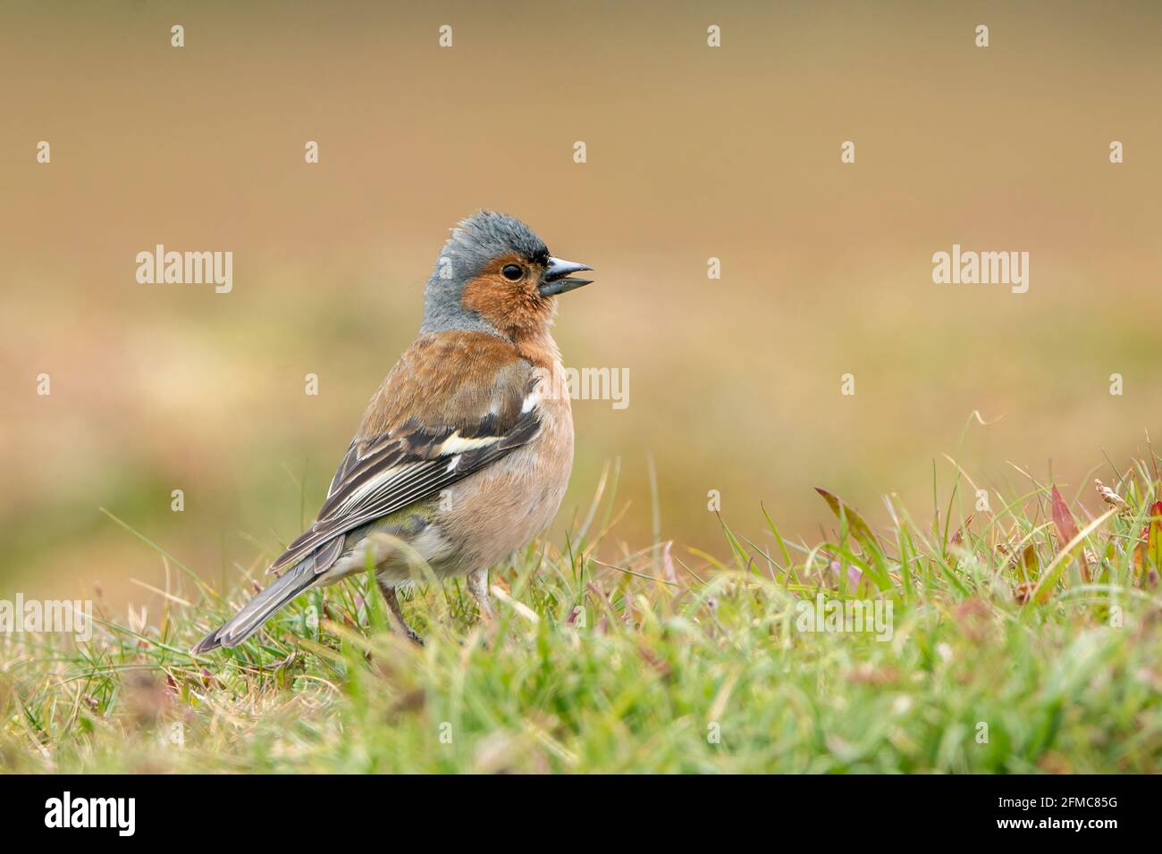 Chaffin commun, Fringilla coelebs, homme adulte unique perché sur la végétation, Thursley Common, Surrrey, Royaume-Uni, 5 mai 2021 Banque D'Images