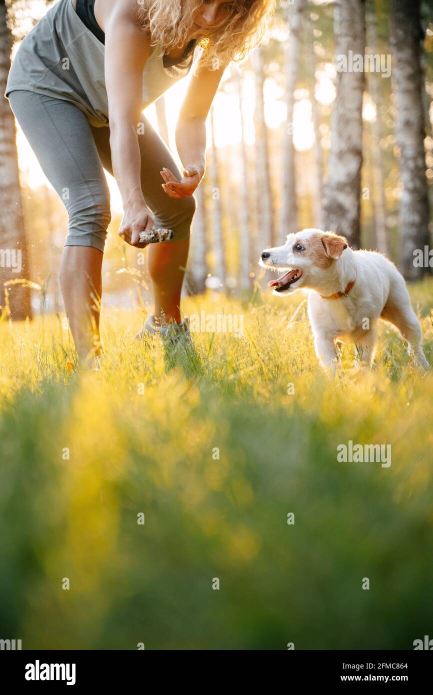 Jouer avec un chien tenant un bâton dans ses mains. Banque D'Images