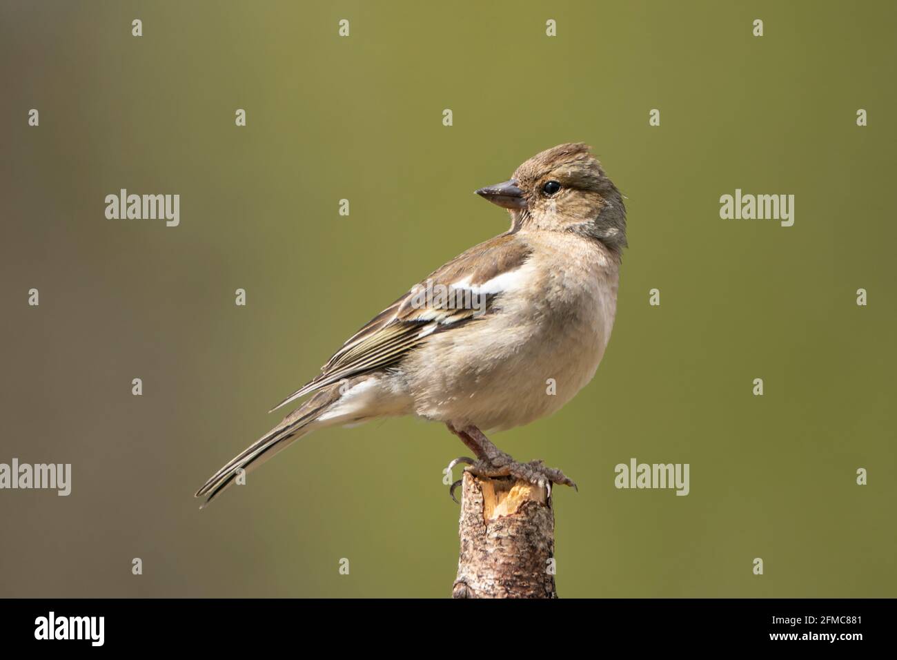 Caffin commun, Fringilla coelebs, femelle adulte célibataire perchée sur la branche, Thurley Common, Surrrey, Royaume-Uni, 5 mai 2021 Banque D'Images