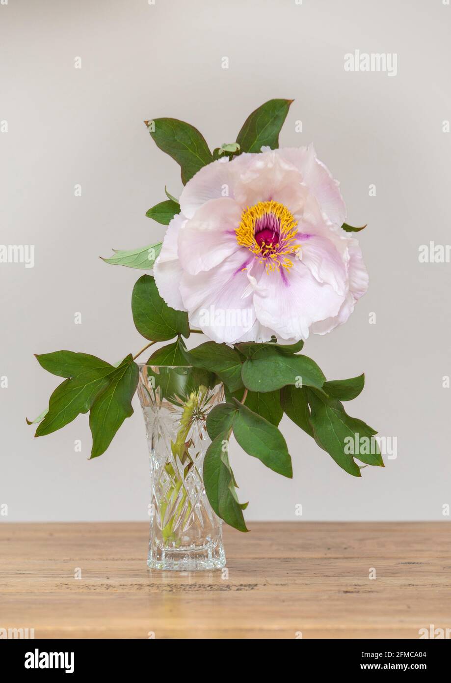 Pivoine d'arbre, Paeonia suffruticosa dans un vase montrant son gigantesque tête de fleur blanche et rose. Banque D'Images