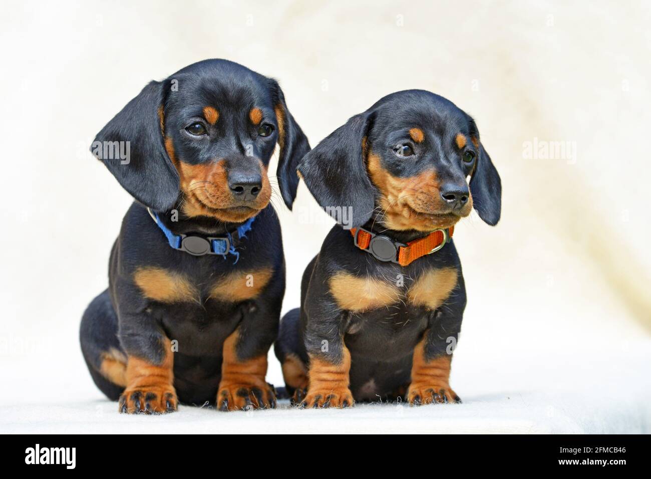 Chiots Miniatures Dachshund A Poil Court Noir Et Havane Photo Stock Alamy