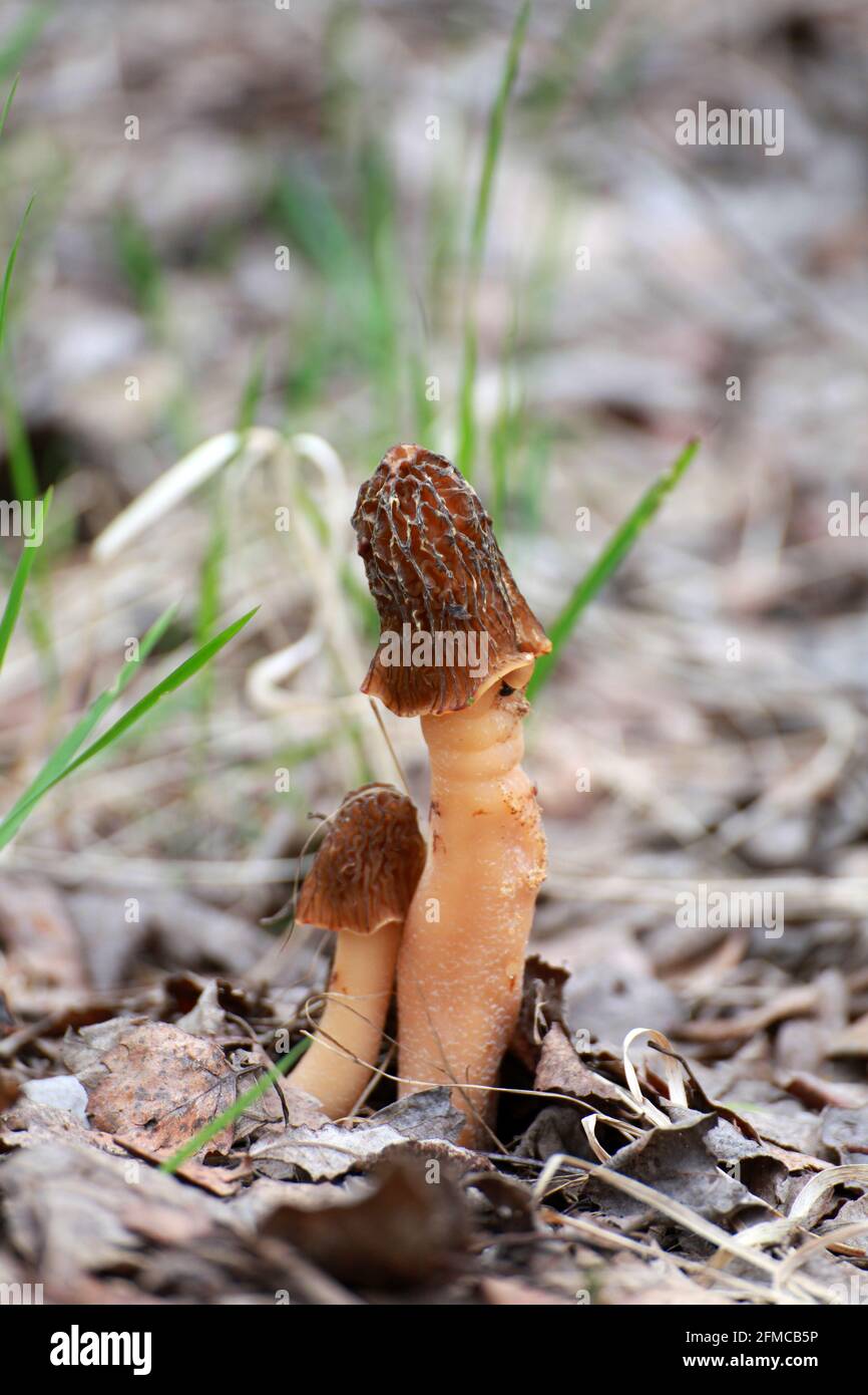 Couple de champignons morilles morchella conica, morchella elata dans le fond naturel de la forêt Banque D'Images