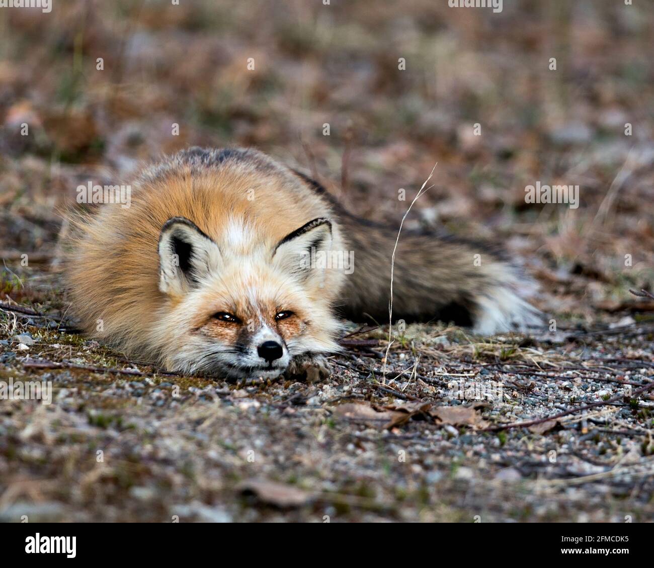 Renard unique rouge se reposant et regardant l'appareil photo au printemps dans son environnement et son habitat avec un arrière-plan flou affichant un visage unique. Fox image. Banque D'Images