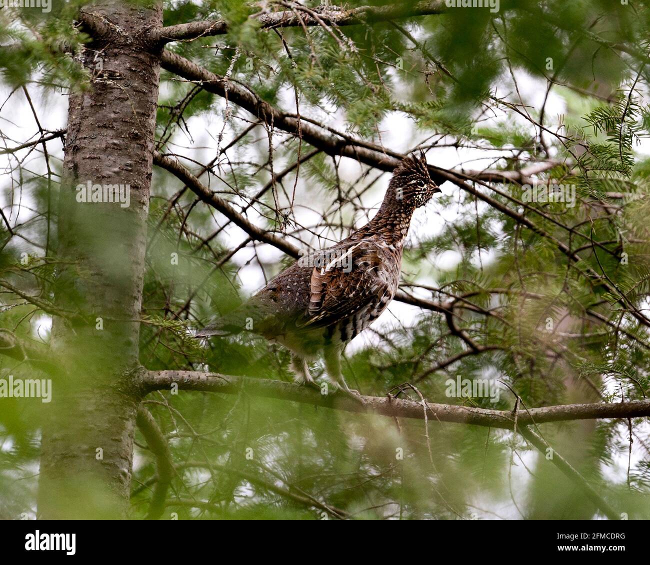 Vue en gros plan du perdrix perchée avec un arrière-plan flou au printemps, affichant le plumage des plumes brunes dans son environnement et son habitat. Banque D'Images