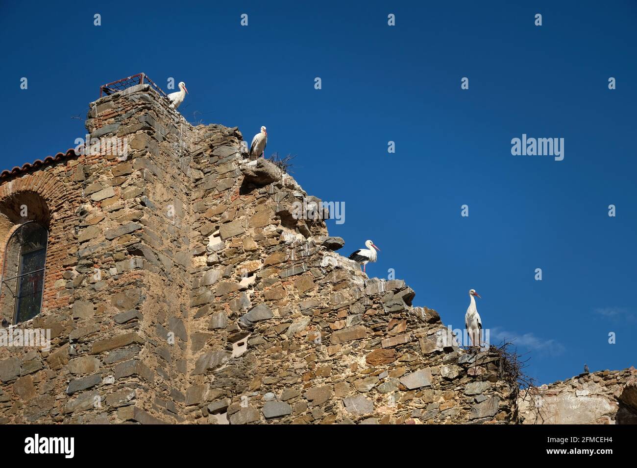 Quatre Storks blancs construisent leurs nids sur les murs ruinés d'une ancienne église à Acedera, Extramadura, Espagne Banque D'Images