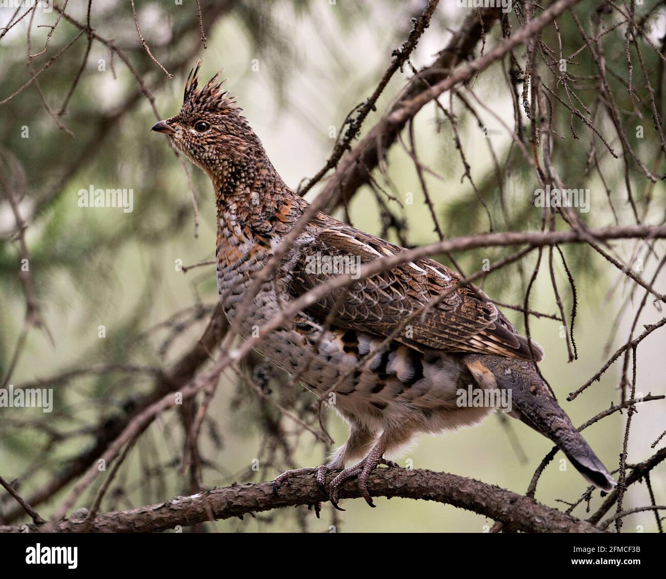 Vue en gros plan du perdrix perchée avec un arrière-plan flou au printemps, affichant le plumage des plumes brunes dans son environnement et son habitat. Banque D'Images