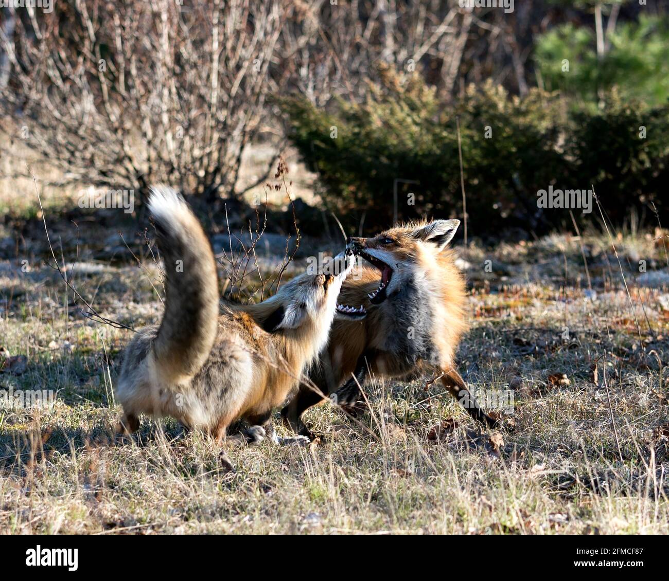Les renards se battent dans la forêt avec un fond de forêt flou dans leur environnement et leur habitat. Fox jouant. Banque D'Images
