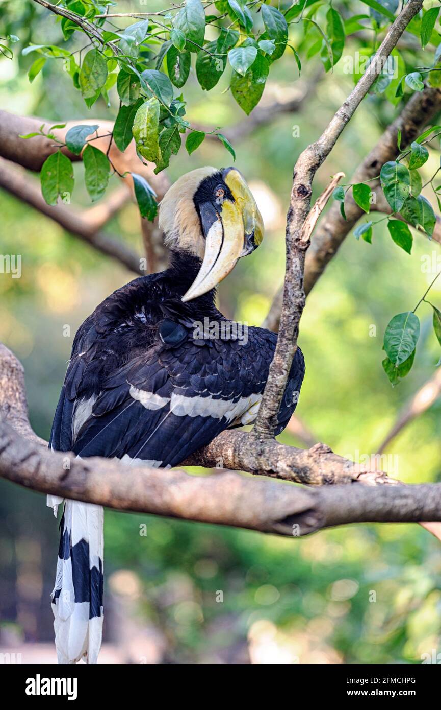 Super charme / super charme indien / super charme de pied (Buceros bicornis) Banque D'Images