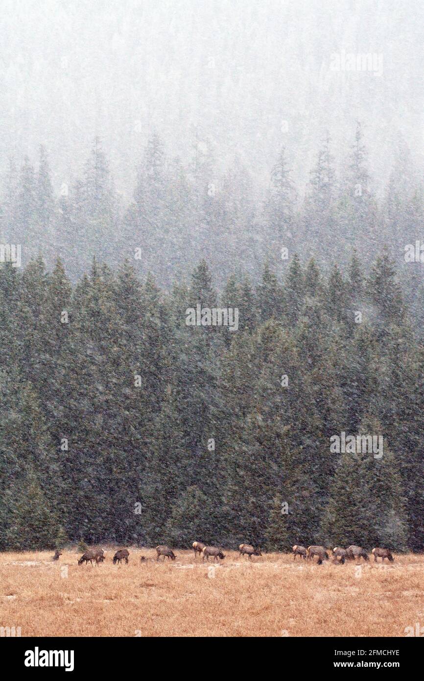 Troupeau de wapitis dans une prairie humide pendant une tempête de neige au printemps. Vallée de Yaak, nord-ouest du Montana. (Photo de Randy Beacham) Banque D'Images