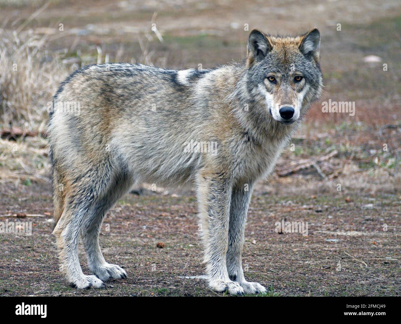 Loup gris sauvage au printemps. Vallée de Yaak, nord-ouest du Montana. (Photo de Randy Beacham) Banque D'Images