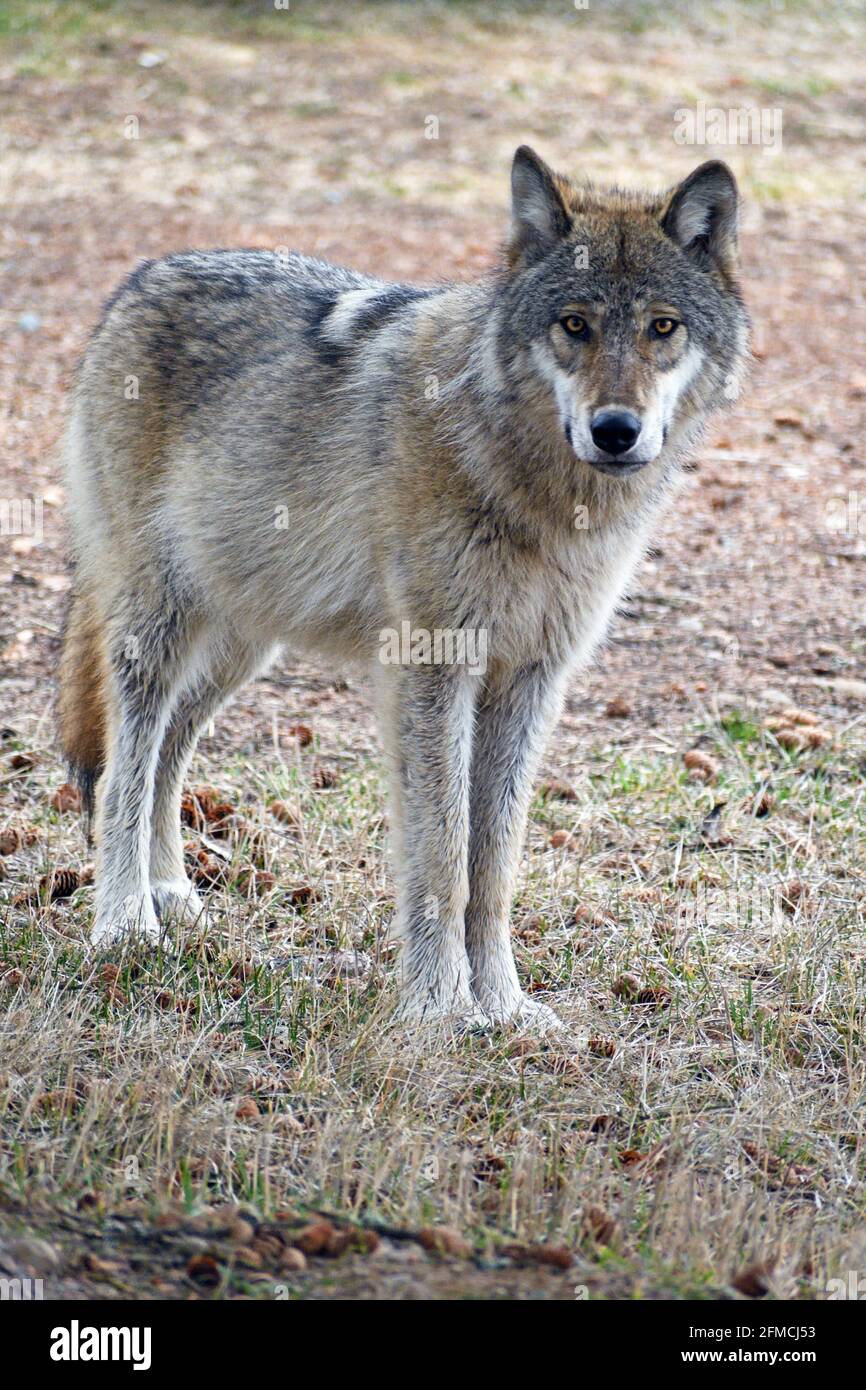 Loup gris sauvage au printemps. Vallée de Yaak, nord-ouest du Montana. (Photo de Randy Beacham) Banque D'Images