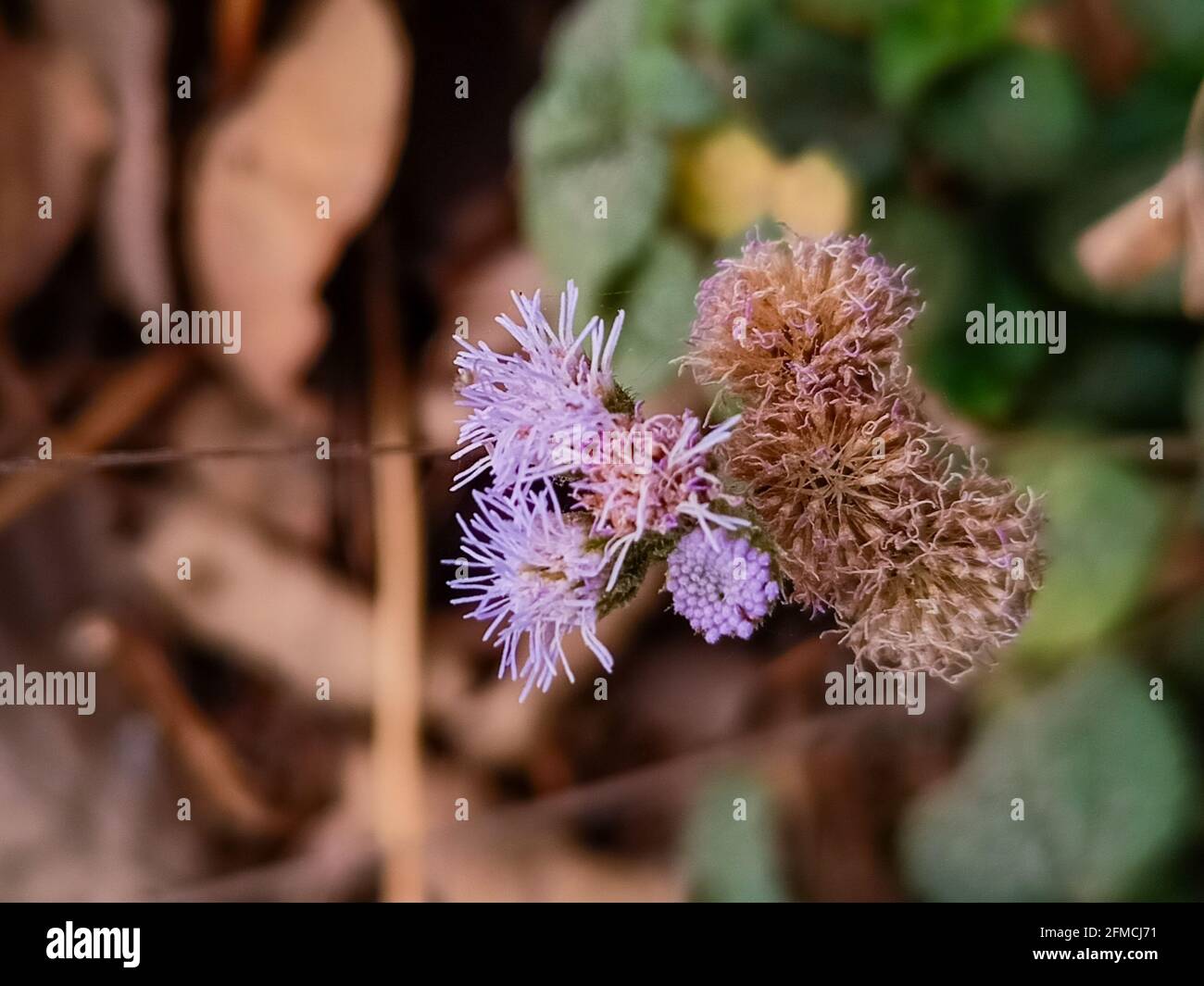 Cliché sélectif des fleurs de l'ageratum Banque D'Images