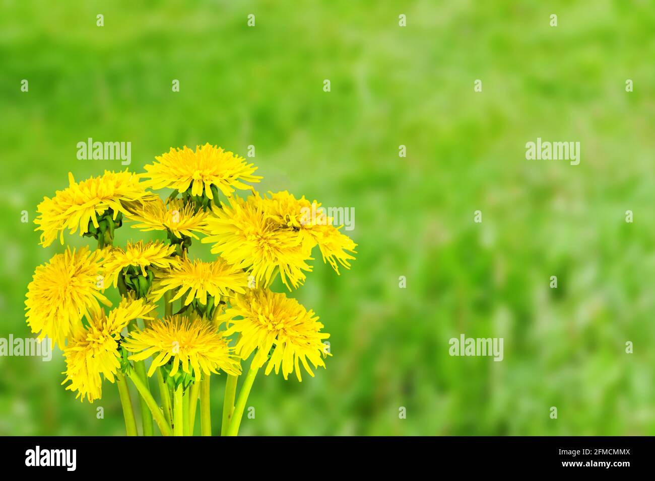 Bouquet de fleurs de pissenlit jaune sur fond vert flou. Carte de vœux printemps été Banque D'Images