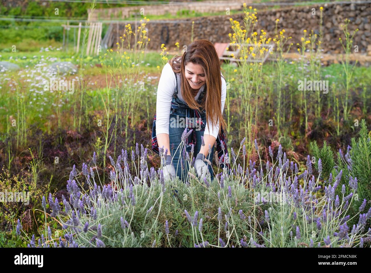 Joyeux agriculteur travaillant dans le jardin coupant la fleur de lavande - ferme concept de mode de vie des personnes Banque D'Images