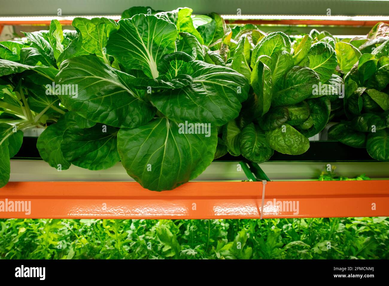 Gros plan sur des feuilles d'épinards de couleur vive fraîches qui poussent sur du métal orange etagère dans une ferme verticale Banque D'Images