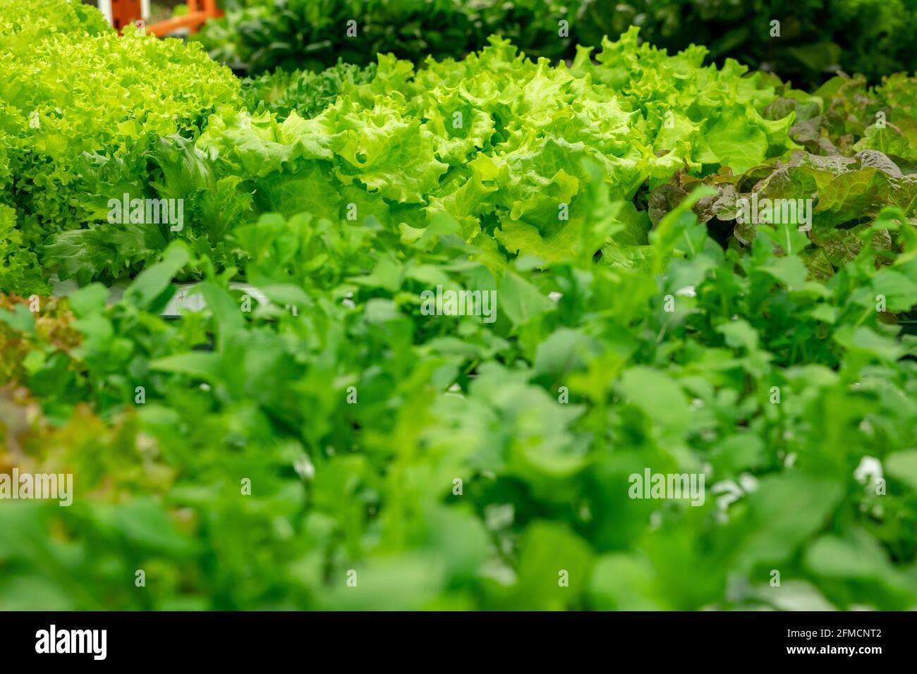 Gros plan de vert bouclés encroissent avec une autre sorte de verts en serre Banque D'Images