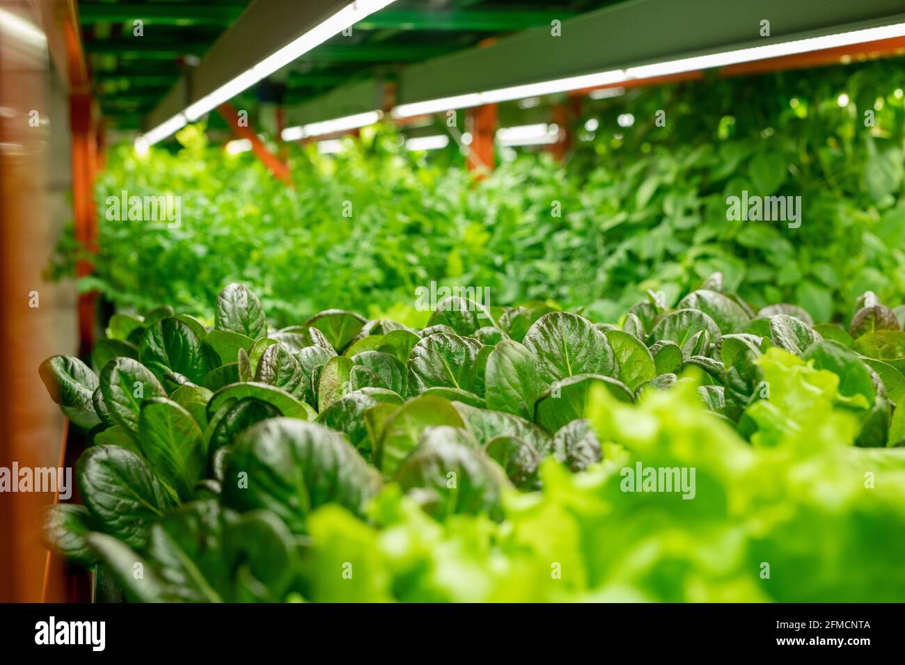 Gros plan de diverses sortes de laitue poussant sous l'agriculture verticale Système avec lampes LED Banque D'Images