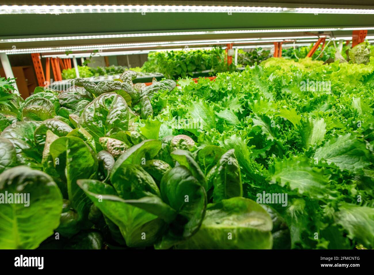 Gros plan de différentes sortes de verts avec différentes formes de Les feuilles poussent sous une lampe LED dans une ferme verticale Banque D'Images