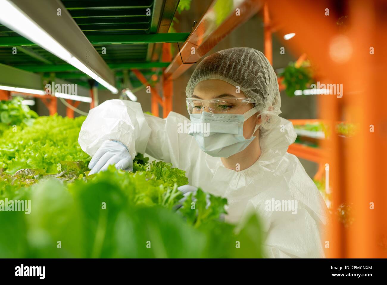 Cultivateur concentré dans des lunettes de protection, un masque et un capuchon se tenant à la plate-forme verticale de la ferme et examinant les feuilles des plantes Banque D'Images