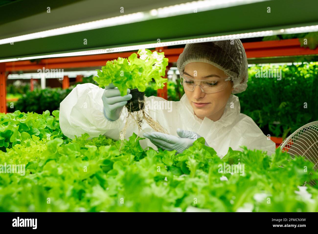 Contenu jeune ouvrier de serre en chapeau et gants debout à ferme verticale et plantes d'empotage Banque D'Images