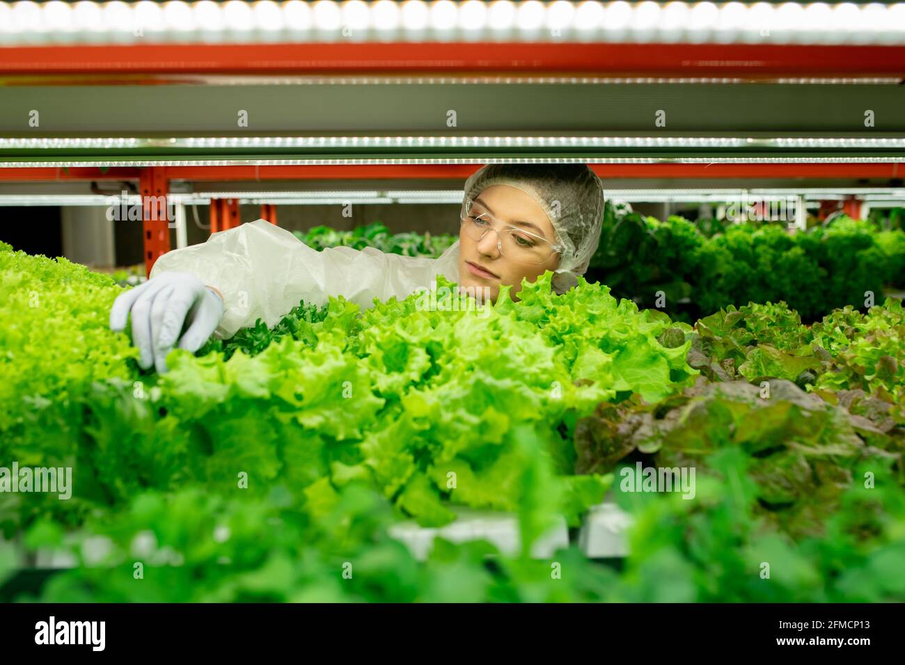 Jeune femme travaillant de planthouse concentrée dans des lunettes de sécurité et du latex gants touchant les feuilles tout en contrôlant la qualité des verts Banque D'Images