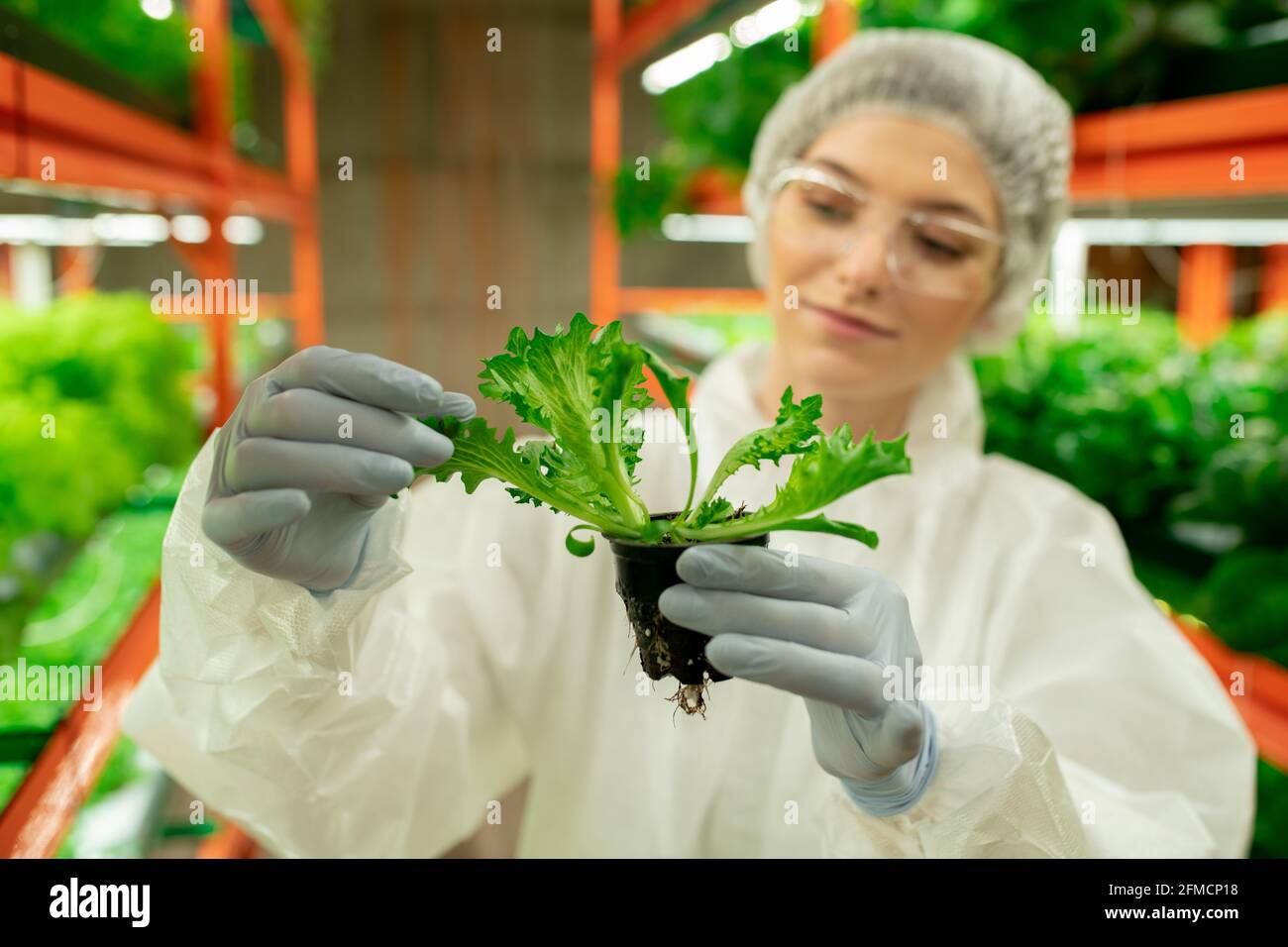Gros plan du contenu de la maison de travail dans la combinaison de protection et le latex gants tenant le pot de plante et vérifiant les feuilles d'arugula Banque D'Images