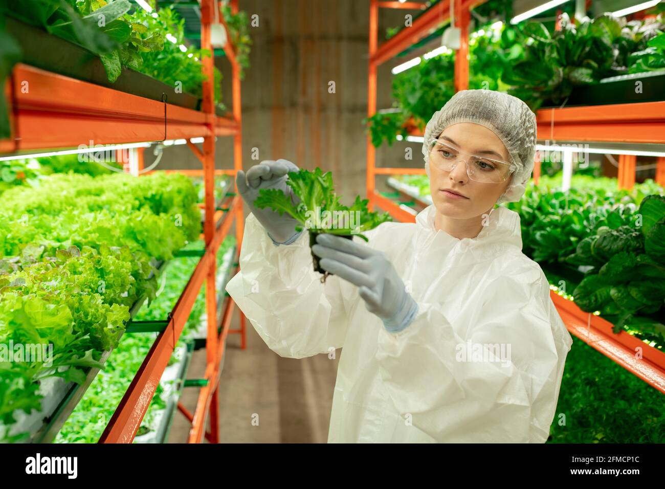 Jeune femme sérieuse en chapeau, lunettes et combinaison de protection debout à la ferme verticale touchant la feuille d'arugula tout en contrôlant la croissance de la plante Banque D'Images