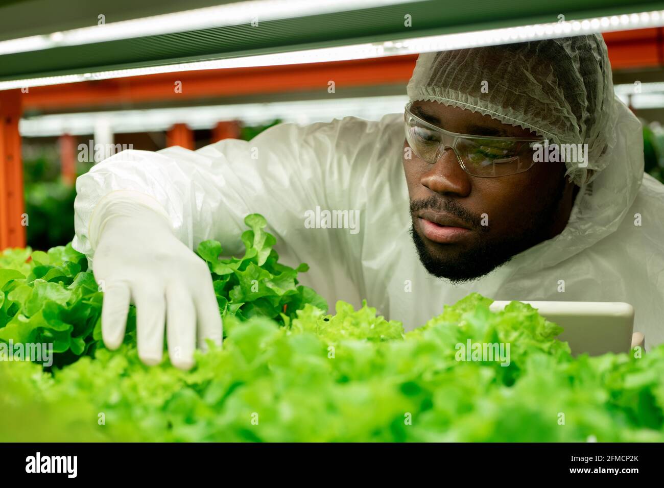 Jeune afro-américain sérieux avec une barbe portant des lunettes de sécurité et un capuchon utilisation de comprimés et examen de plantes en serre de pépinière Banque D'Images