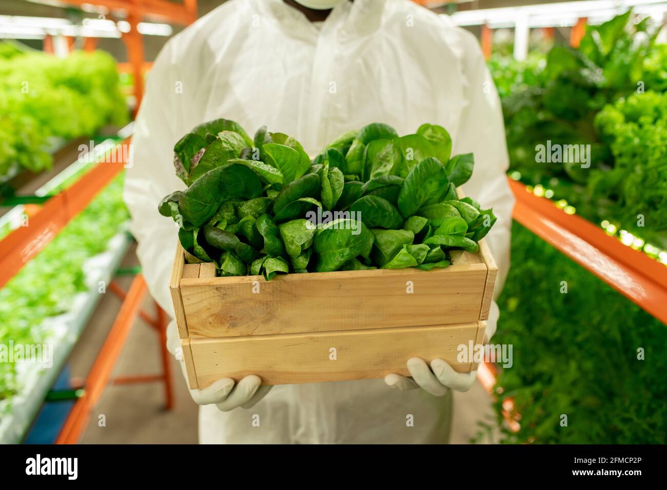 Gros plan d'un agroingénieur méconnaissable en vêtements de protection debout avec une boîte de semis verts à la ferme verticale Banque D'Images