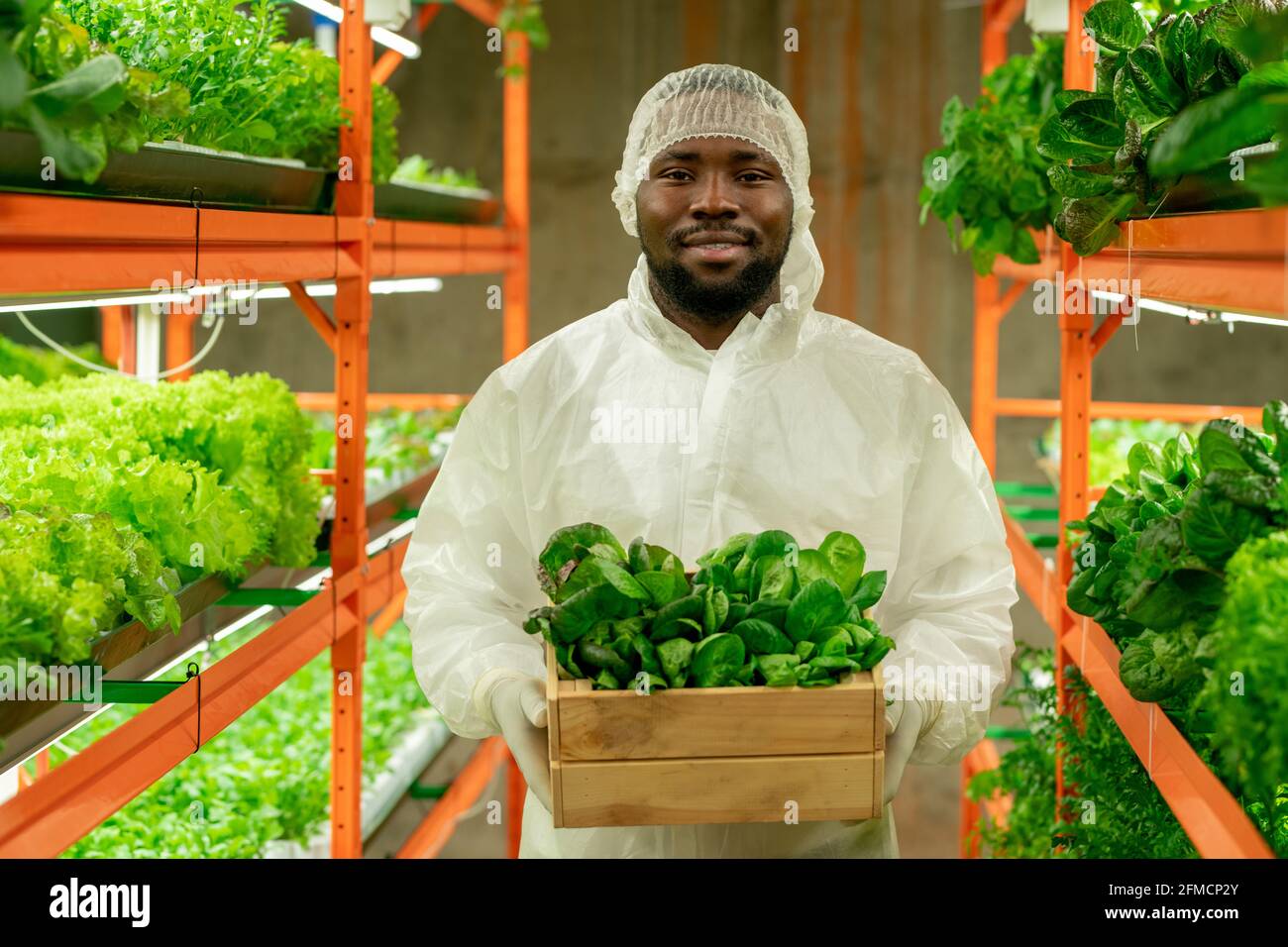 Portrait d'un ingénieur agricole barbu afro-américain positif en Cap et combinaison de protection tenant une petite boîte de semis verts à la verticale ferme Banque D'Images