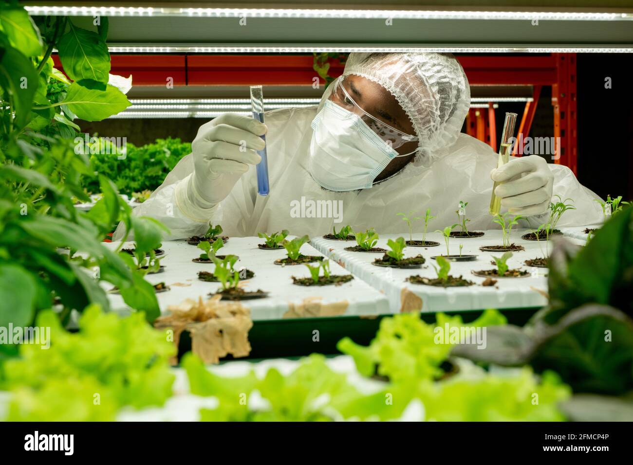 Scientifique agricole afro-américain sérieux dans un masque et des lunettes de protection bleu liquide dans les pots de semis tout en maintenant l'expérience en serre Banque D'Images