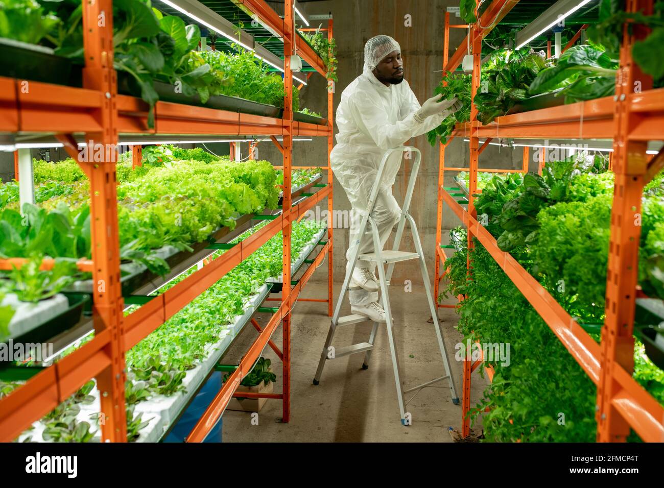 Jeune ouvrier sérieux de serre noir en chapeau et en costume de protection se tenir sur l'échelle et toucher les feuilles de laitue pendant la vérification santé des plantes Banque D'Images
