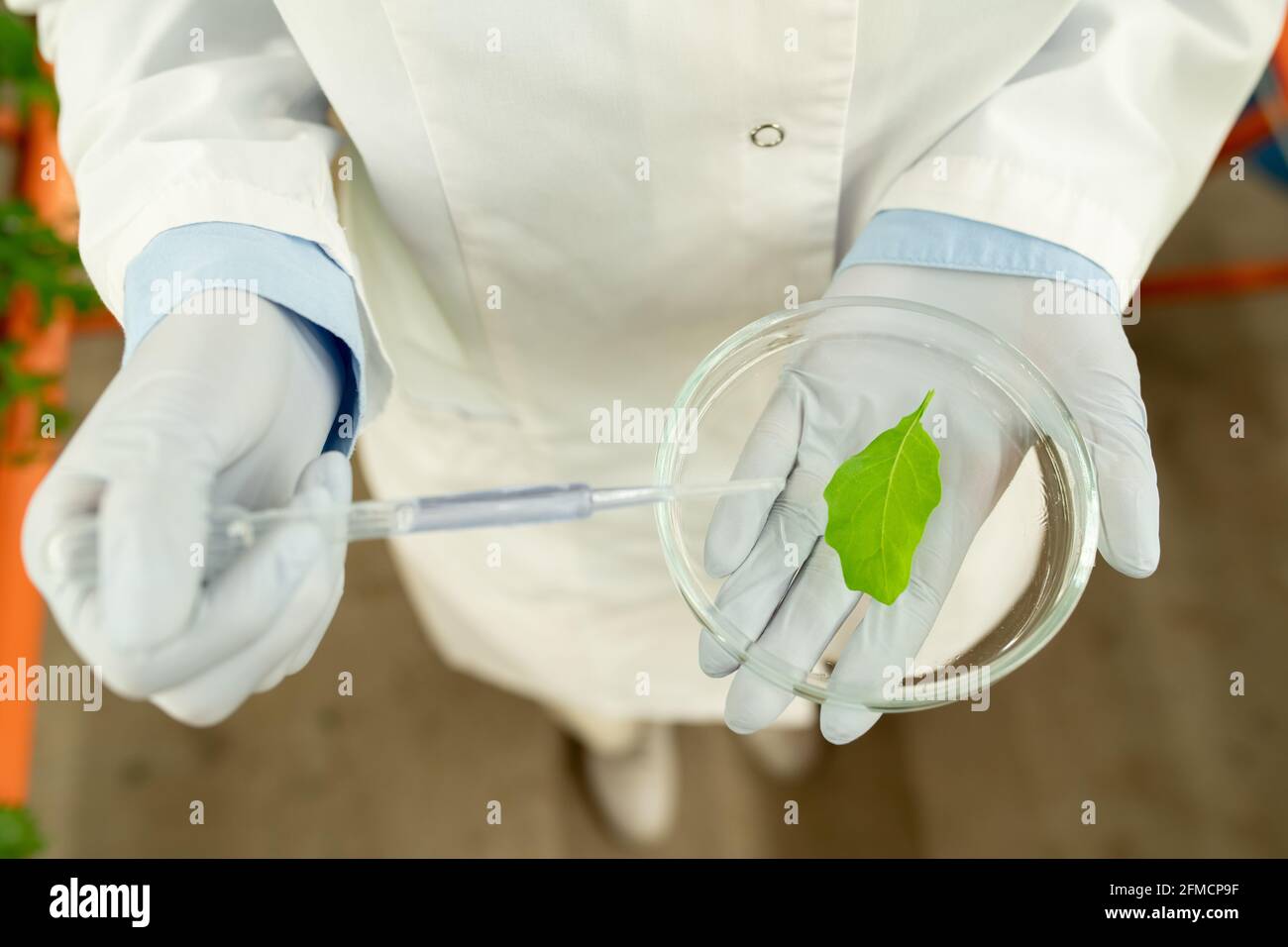 Vue ci-dessus d'un biologiste méconnaissable en gants de latex tenant le pétri boîte et dépôt de réactif sur la feuille Banque D'Images