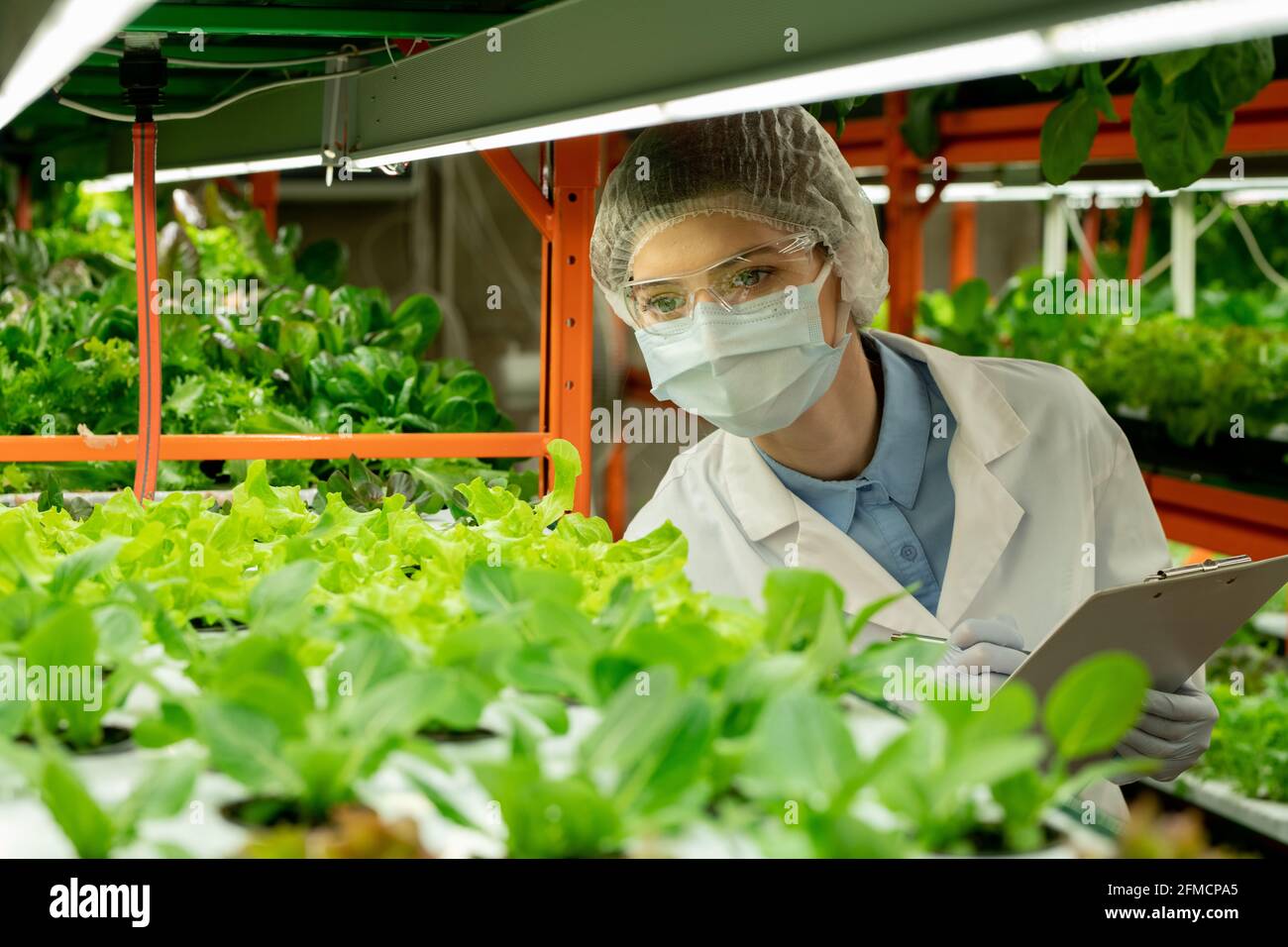 Jeune agroingénieur en lunettes, masque et chapeau debout à la serre verticale de ferme et prenant des notes sur les plantules vertes dans le presse-papiers Banque D'Images