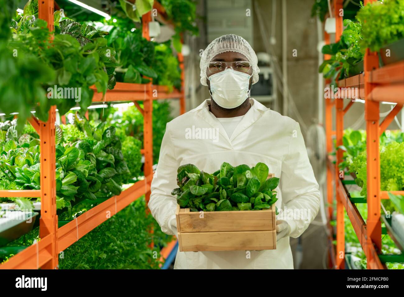 Portrait d'un jeune producteur noir sérieux dans un masque, un chapeau et des lunettes tenant une boîte de feuilles d'épinards, il travaille avec des semis à la ferme verticale Banque D'Images