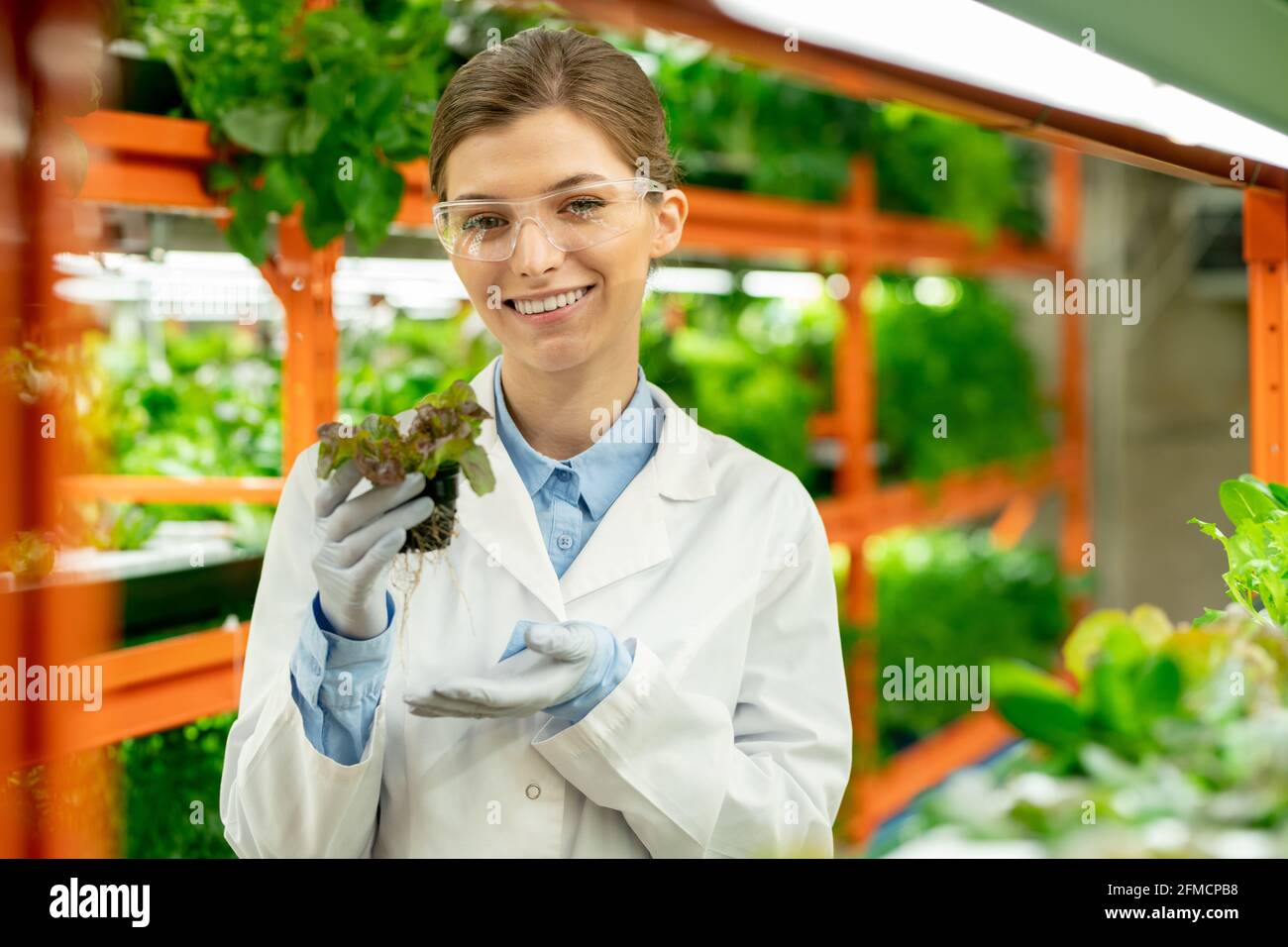 Portrait de jeune ingénieur agricole gai dans des lunettes de protection et des gants debout avec le semis dans le pot contre la ferme verticale etagère Banque D'Images