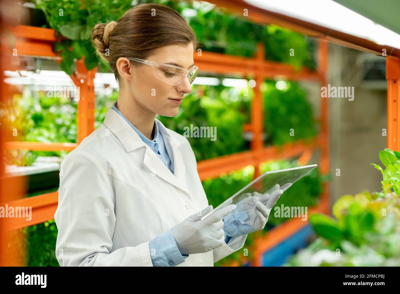 Jeune ingénieur agricole très occupé avec un cheveu interactif tout en analysant la croissance des plantes à la ferme verticale Banque D'Images
