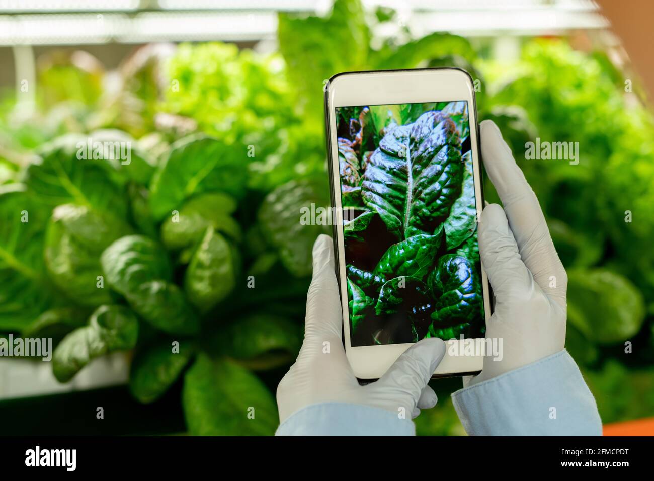 Gros plan d'un ingénieur agricole méconnaissable en gants photographiant des feuilles smartphone pour la recherche en serre Banque D'Images