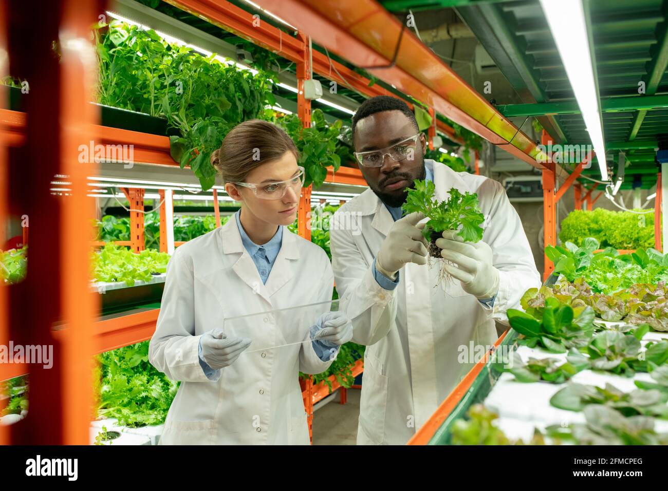 Jeunes spécialistes agricoles multiethniques concentrés en manteaux blancs et lunettes de protection examen des semis et rapport de remplissage sur dispositif transparent Banque D'Images