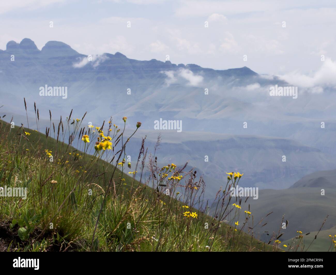 Fleurs sauvages jaunes, florissant dans la prairie alpine d'Afro, avec les montagnes du Drakensberg en Afrique du Sud en arrière-plan. Banque D'Images