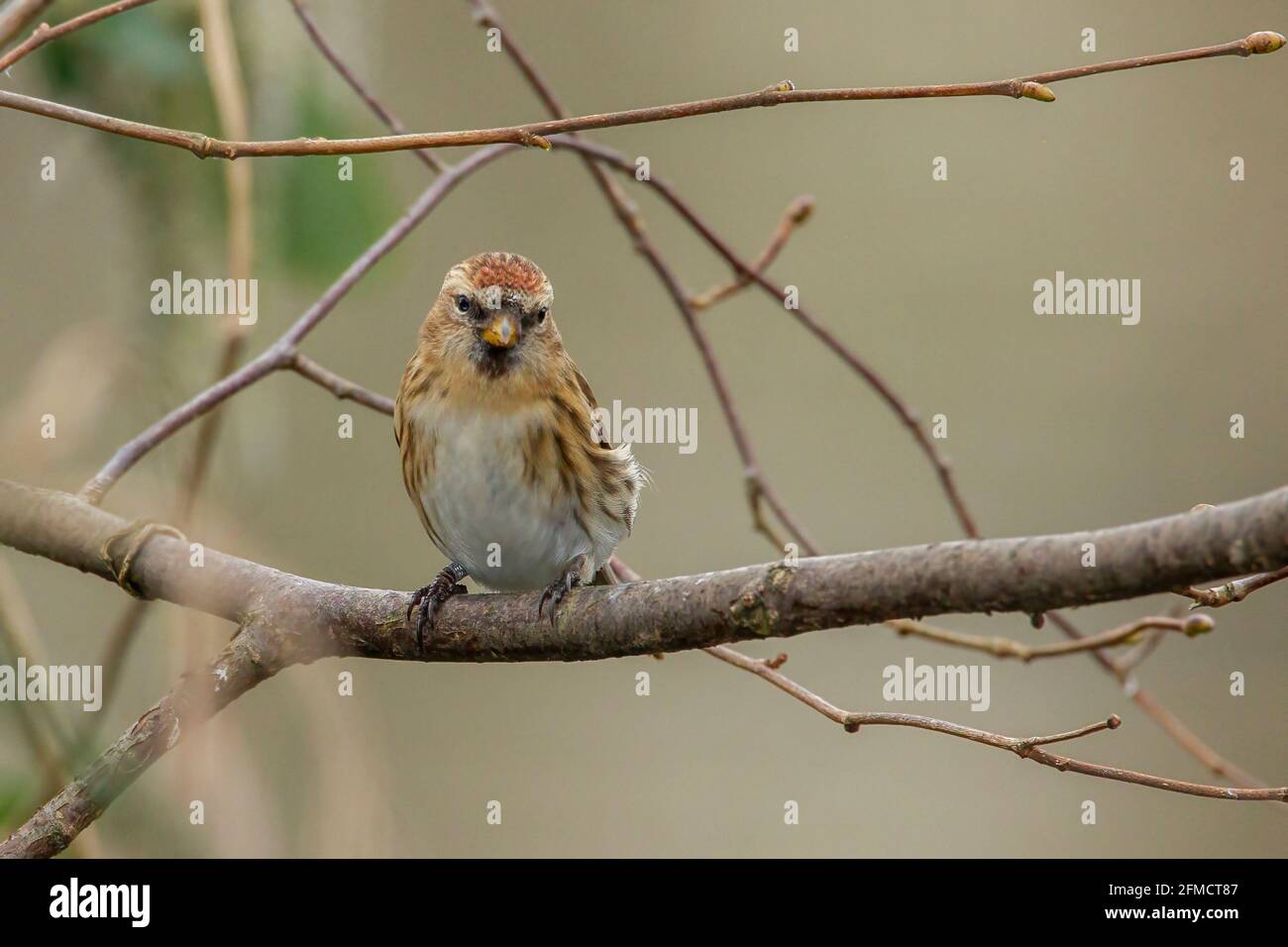 Moins grand, cabaret Acanthis, perchage d'un seul oiseau sur une branche d'arbre, Kelling, Norfolk, Royaume-Uni Banque D'Images