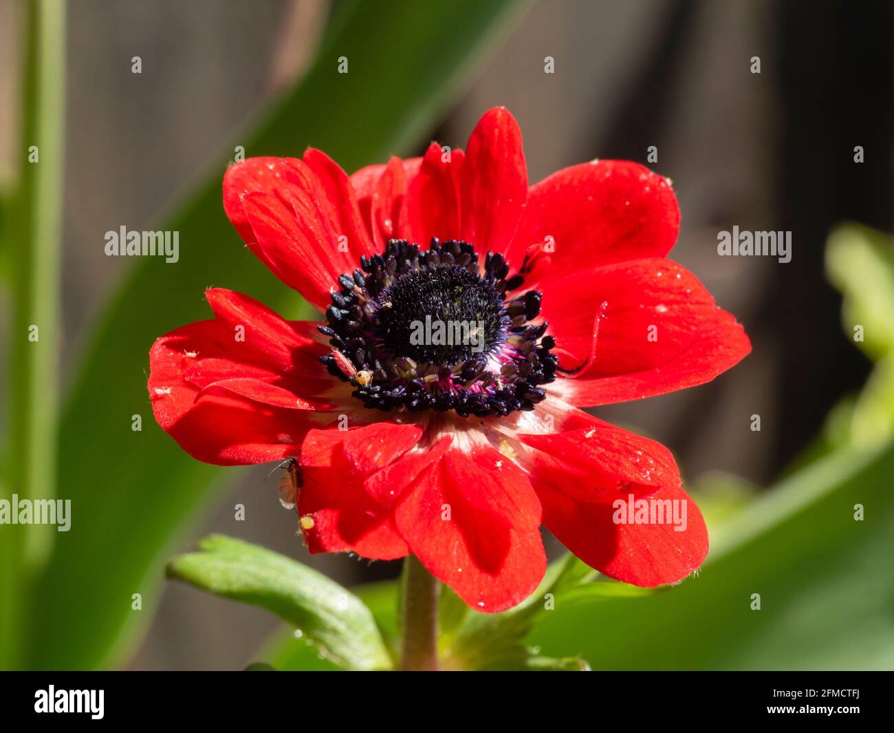Forme semi-double rouge de la souche 'St Bridget' du tubercule robuste à fleurs printanières, Anemone coronaria Banque D'Images