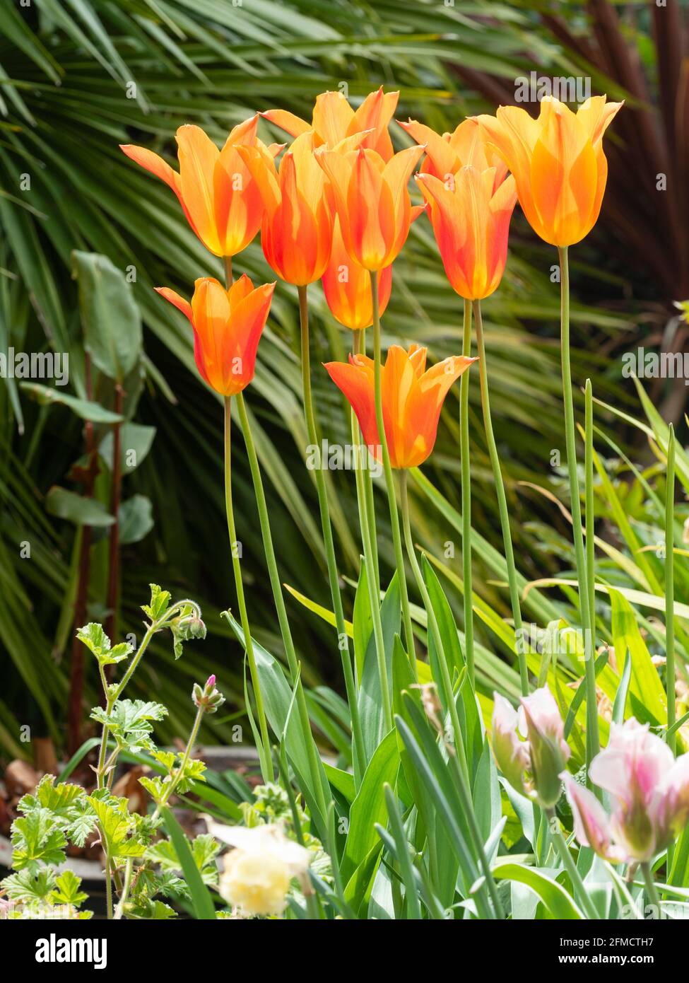Fleurs d'orange du printemps florissant tulipe aux fleurs de nénuphars, Tulipa 'Ballerina Banque D'Images