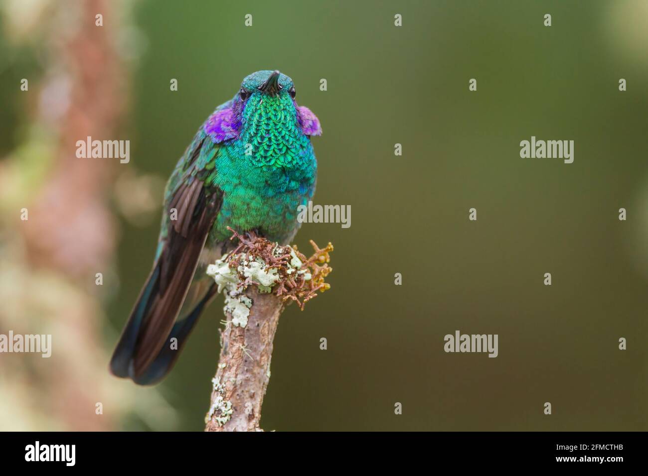 Altiste de moindre importance, Colibri cyanotus, mâle adulte unique perché sur une branche d'arbre, Savegre, Costa Rica Banque D'Images